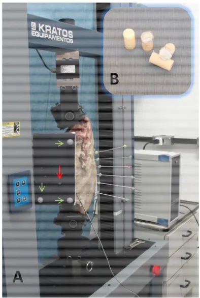 Figura 9 - Dispositivo e corpo de prova prontos para iniciar o ensaio biomecânico – São Paulo – 2013 