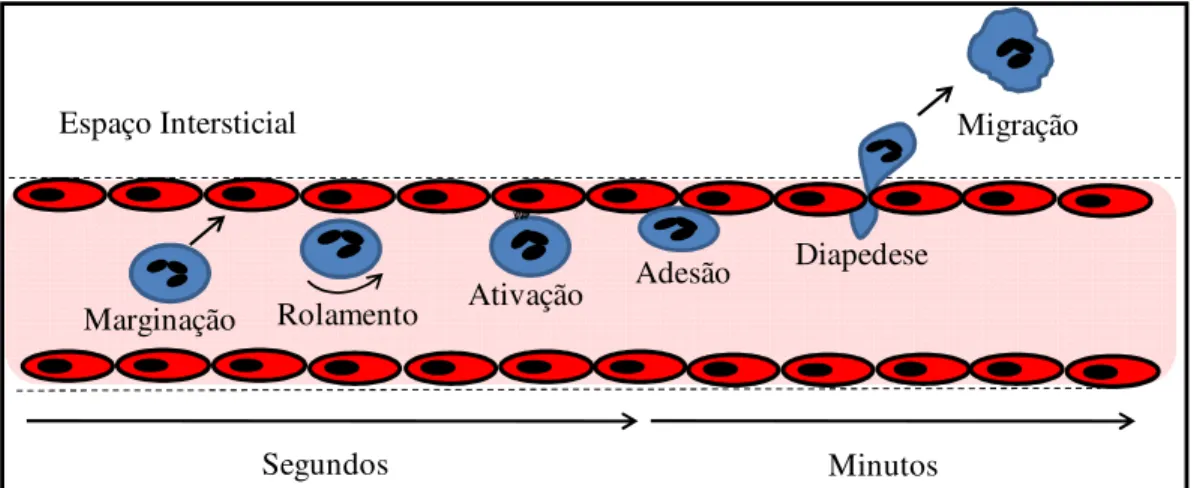 Figura  2  –  Representação  esquemática  das  principais  etapas  do  recrutamento  de  PMNs  da  circulação sanguínea para o local da inflamação e indicação da duração dos processos