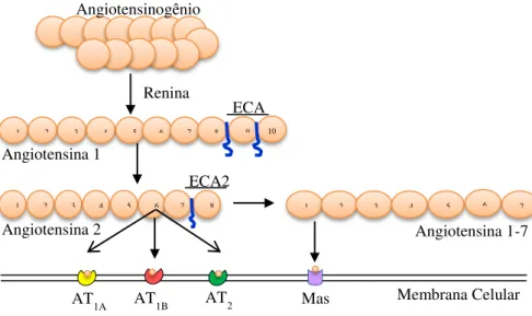 Figura  1  -  Esquema  representativo  dos  principais  componentes  do  sistema  renina-                      angiotensina