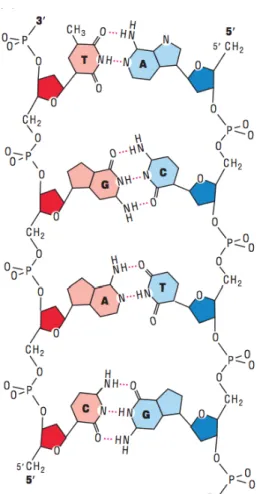 Figura  1:  Emparelhamento  de  bases  de  Watson-Crick.  Adaptado  de: Molecular  Cell Biology, 5 th ed