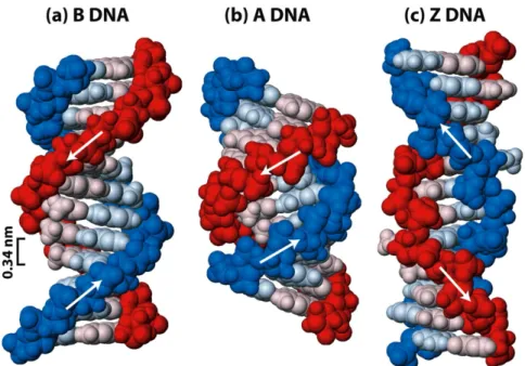 Figura  2:  Estrutura  de  ADN  Duplex.  a)  B-ADN;  b)  A-ADN;  c)  Z-ADN.  Adaptado  de  Molecular Cell Biology, 5 th ed