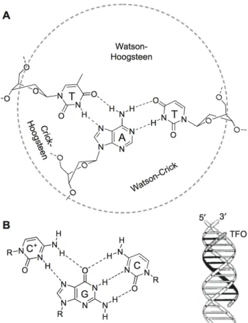 Figura 3: Estrutura de ADN Triplex. (A) Tríade de bases TxAT com sulcos Watson- Watson-Crick,  Watson-Hoogsteen  e  Crick-Hoogsteen