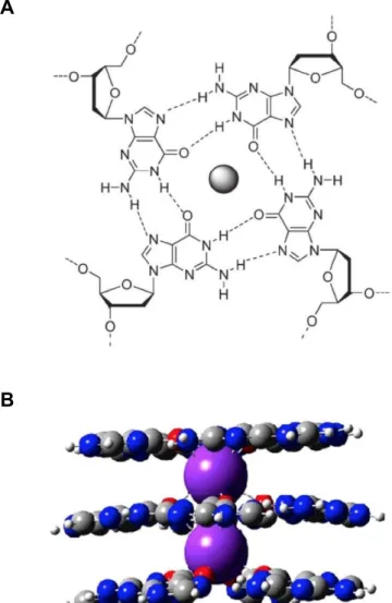 Figura 4: A) Tétrade  de guanina com um catião monovalente no centro.  Adaptado de  Murat et al