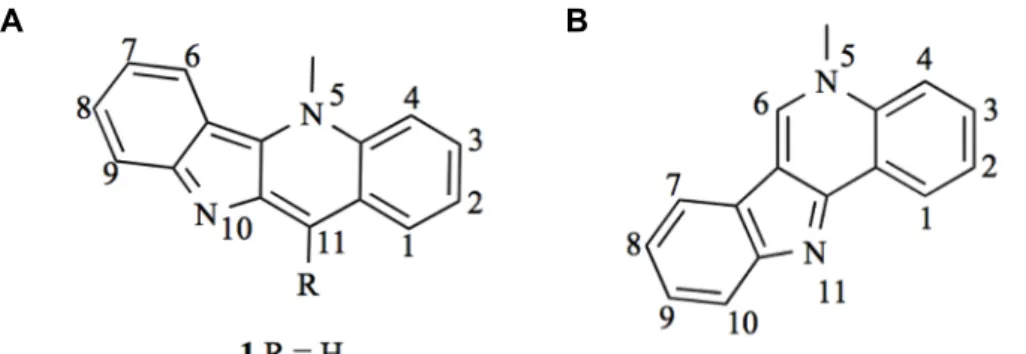 Figura  7:  Estrutura  de  derivados  de  indoloquinolina.  A)  Criptolepina.  B)  Isocriptolepina