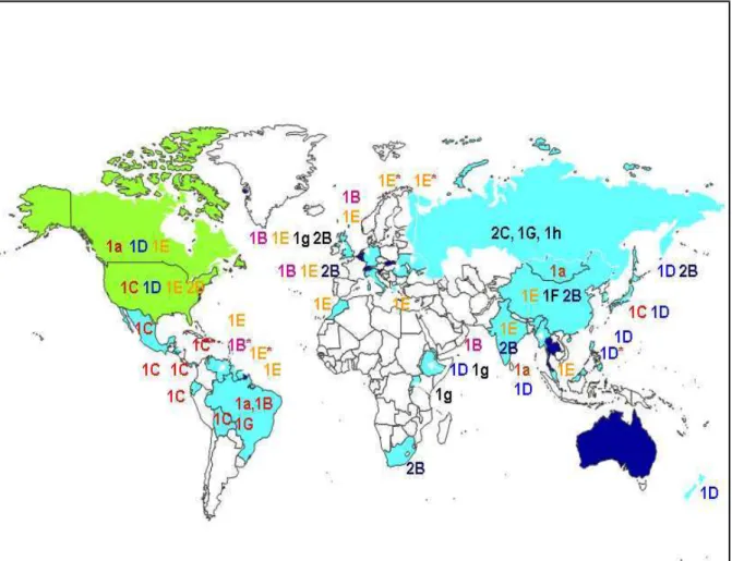 Figura 6.   Distribuição dos genótipos do vírus da rubéola no mundo, no período de                   1995-2008.