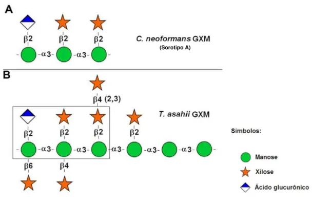Figura 1.  Representação  da  estrutura  da  GXM  em  C.  neoformans  (A)  e  T.  asahii  (B),  diferenciando-se  pelo  posicionamento  da  xilose  na  estrutura  do  polissacarídeo, e pelo número de unidades de manose  (Fonseca et al., 2009)