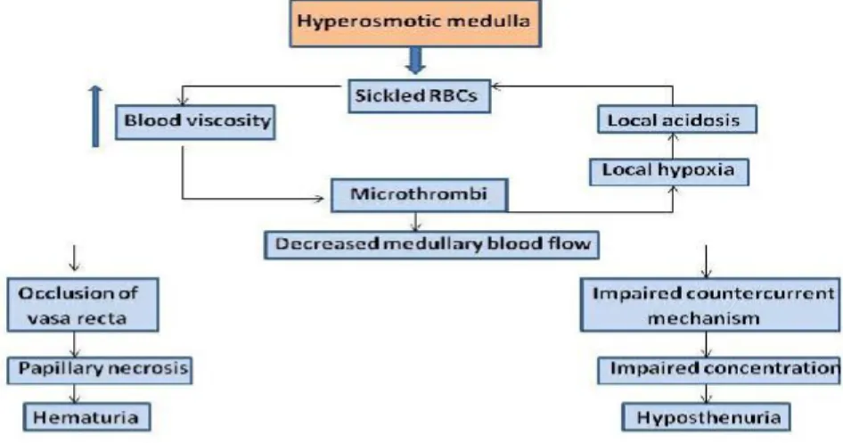 Figura 3 – Alterações da medula renal que levam a hipostenúria, necrose papilar e hematúria  na DRP.