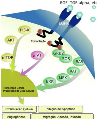 Figura 2. Esquema ilustrando as vias de sinalização intracelular ativadas por EGFR. 