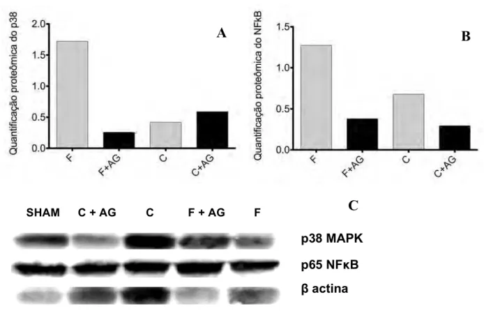 Figura 6 -  Gráficos das expressões protéicas do P38 MAPK (A) e p65 NFκB (B), normalizadas pelo  grupo SHAM