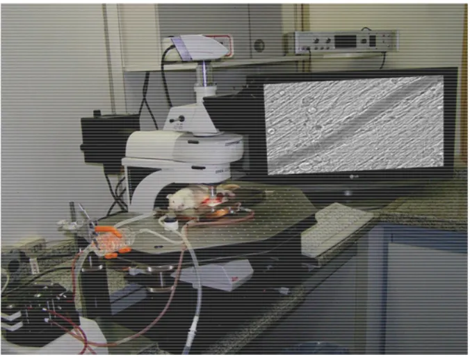 Figura  3  –  Representação  do  sistema  de  microscopia  intravital,  constituído  da  placa  aquecedora  mantida  a  37  °C  através  do  banho  termostatizado