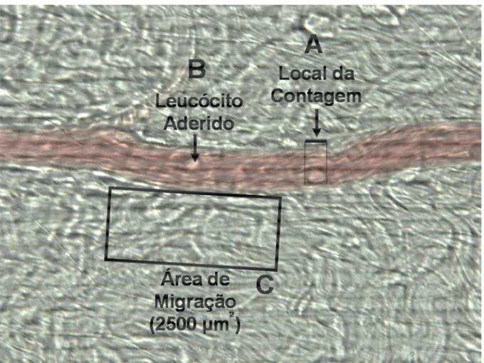 Figura  5  –  Vênula  pós-capilar  do  leito  mesentérico  de  rato  superfundido  com  solução  de  Ringer Locke e observado em microscopia intravital