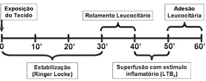 Figura 6 – Protocolo experimental do comportamento leucocitário . 