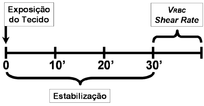 Figura 7 – Protocolo experimental da velocidade do fluxo sanguíneo. 
