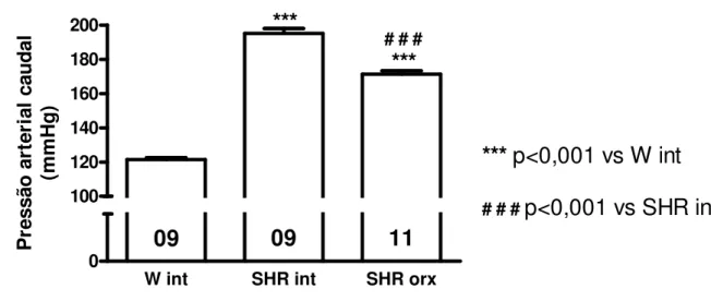Figura 8 – Pressão arterial caudal de ratos pertencentes aos grupos SHR intacto (SHR int)  e  castrado  (SHR  orx)  e  do  respectivo  grupo  normotenso  (W  int)
