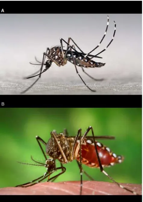 Figura  3  –  Fêmea  do  mosquito  Aedes  aegypti  na  fase  adulta  de  desenvolvimento
