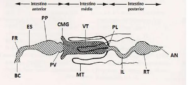 Figura 4 – Representação esquemática do sistema digestório dos insetos: (BC) Boca, (FR)  Faringe, (ES) Esôfago, (PP) Papo, (PV) Proventrículo, (CMG) Ceco do Intestino  médio, (VT) Ventrículo, (MT) Túbulos de Malpighi, (PL) Piloro, (IL) Íleo, (RT) Reto  e  