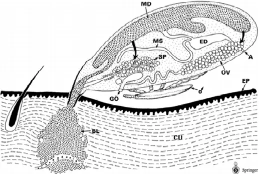 Figura 5 – Canal alimentar Ixodes. Representação do canal alimentar dos carrapatos: (BL)  Lesão;  (CU)  Cutis;  (EP)  Epiderme;  (GO)  Abertura  genital;    (OV)  Ovário;  (SP)  Glândula  salivar;  (MD)  Intestino  médio;  (MS)  Túbulos  de  Malphigui;  (E