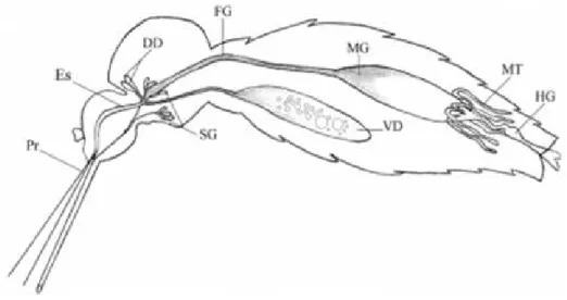 Figura 7 – Representação esquemática do sistema digestório de adultos de Aedes aegypti: 