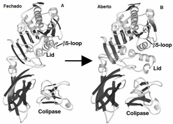 Figura 8 – Estrutura do complexo lipase pancreática humana e colipase em duas diferentes  conformações:  A)  conformação  fechada  e  B)  conformação  aberta