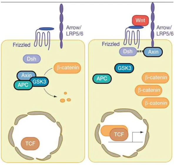 Figura 2  –  Via Wnt : Nas células normais (figura á esquerda) a expressão da ß- ß-catenina é regulada pelo gene APC e GSK-3beta