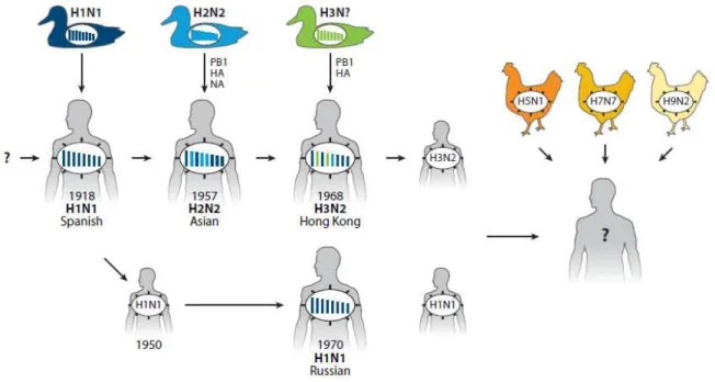 Figura 3 -  Reassortiments  ocorridos  para  a  formação  dos  vírus  pandêmicos  do  subtipo  H1N1  (Spanish  -  Espanhol),  H2N2  (Asian  -  Asiático),  H3N2  (Hong  Kong)  e  o  vírus  epidêmico  H1N1 (Russian - Russo) 