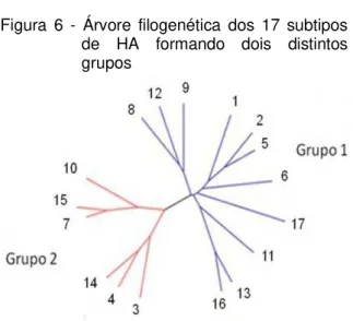 Figura  6  -  Árvore  filogenética  dos  17  subtipos  de  HA  formando  dois  distintos  grupos 