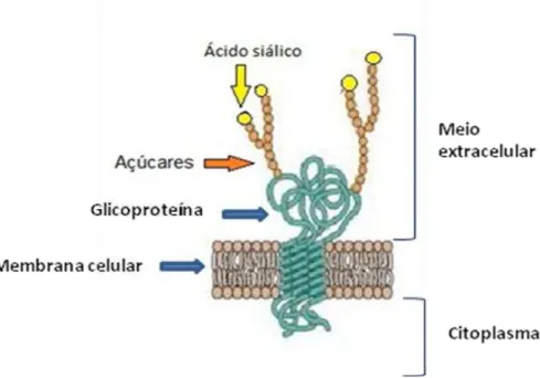 Figura 9 - Ácido siálico presente na proteína de membrana celular 