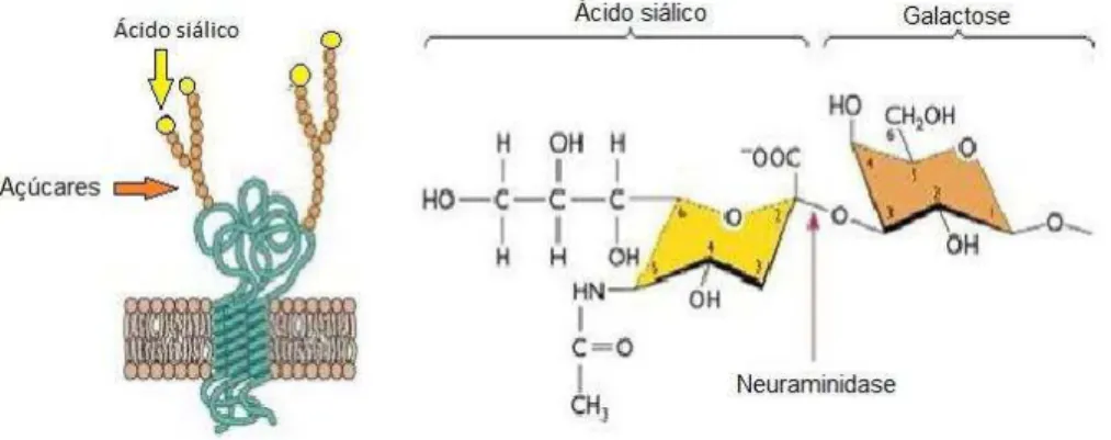 Figura 12 - Estrutura e localização dos ácidos siálicos nas células 