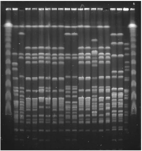 Figura 1 -   Eletroforese em campo pulsado- Colunas 1 e 20- Lambda Ladder PFG Marker, Colunas 2  a 18- Cepas de Enterococcus faecalis isoladas de suínos comerciais - São Paulo - Brasil  