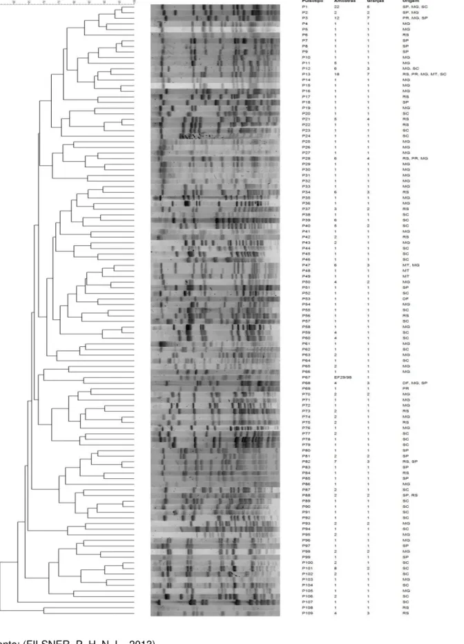 Figura  2  -  Dendrograma  representando  os  pulsotipos  identificados  a  partir  da  PFGE  de  cepas  de   Enterococcus faecalis isoladas de suínos comerciais - São Paulo - Brasil