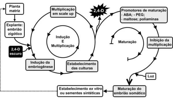 Figura 1 - Modulação da embriogênese somática em espécies arbóreas.  