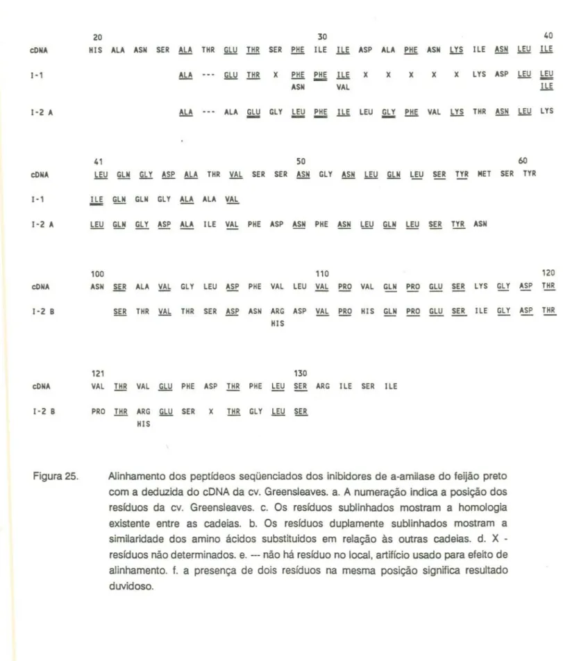 Figura 25. Alinhamentodos peptídeosseqüenciadosdos inibidoresde a-amilasedo feijãopreto com a deduzidado cDNAda cv