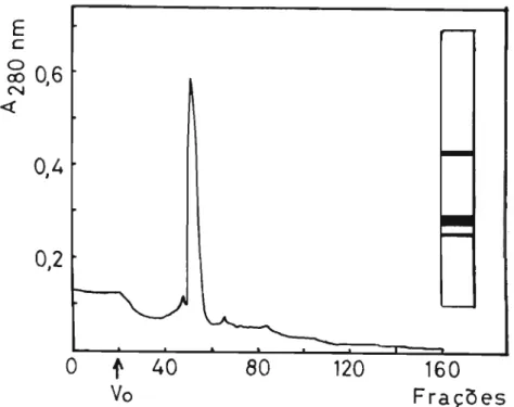 Figura 10 - Cromatografia em Sephacryl S-300 do IA em tampão ｦｯｾ