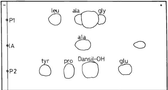 Figura 11 - E1etroforese em papel do hidro1isado do IA marcado com Dansi1-HC1: P1 e P2 padrões de dansi1-aminoãci dos