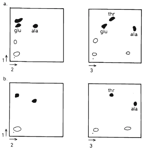 Figura 12 - Cromatografia de dansil-aminoãcidos em p1ascas de ｰｾ
