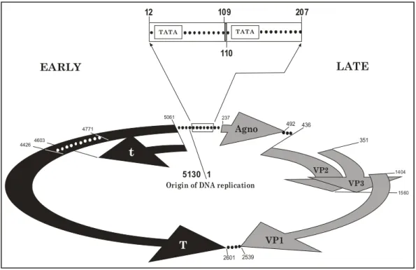 Figura 1 - Representação esquemática do vírus JC Mad1, demonstrando as  regiões precoce e tardia do vírus, e, em evidência, a região regulatória