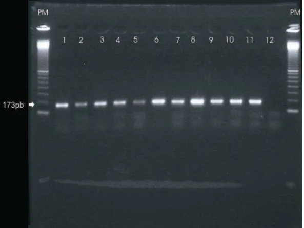 Figura 4: Foto de gel de agarose 2% marcado com brometo de etídio, contendo  produtos de 173 pb obtidos com os primers PEP  1  e PEP 2, linhas 1 a 11; linha 12,  controle negativo