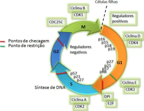 Figura 3- O ciclo celular é regulado por ciclinas e CDKs. 