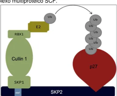 Figura 7- Complexo multiproteico SCF.  