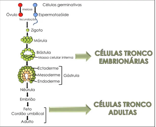 Figura 1 - Células-tronco no desenvolvimento embrionário. 