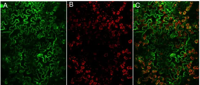 Figura 6 - Localização subcelular de CML38 fusionada a GFP em célula da epiderme de Nicotiana tabacum
