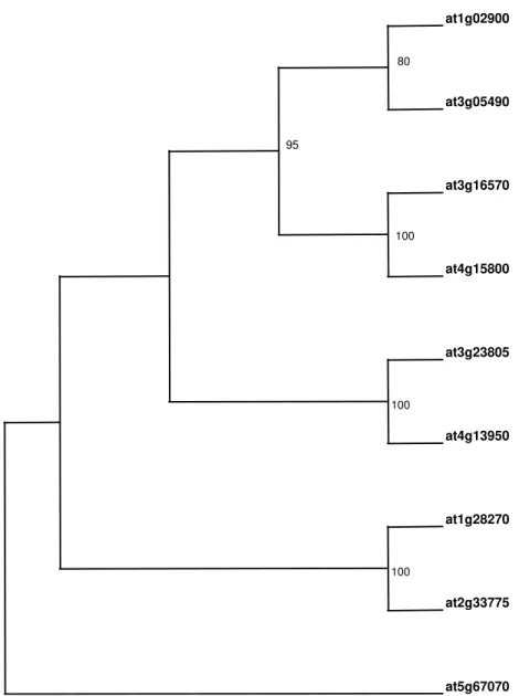 Figura 8 - Cladograma da reconstrução filogenética das nove isoformas do gene RALF em Arabidopsis mais próximas ao gene originalmente isolado de tabaco (At1g02900)