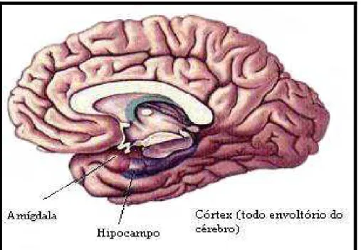 Figura 1  - Amígdala e hipocampo  