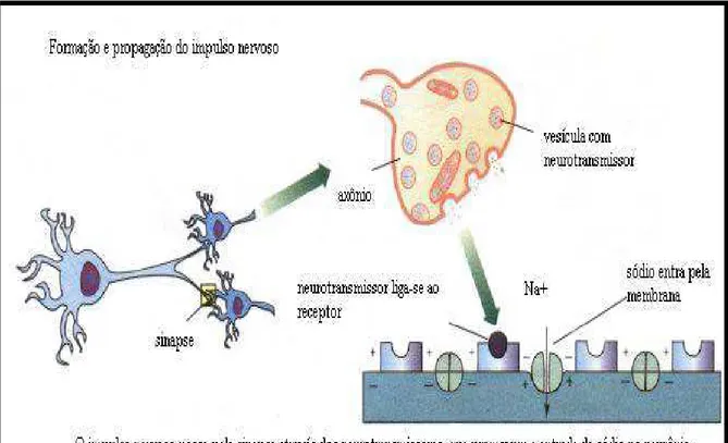 Figura 2 - Sinapses  