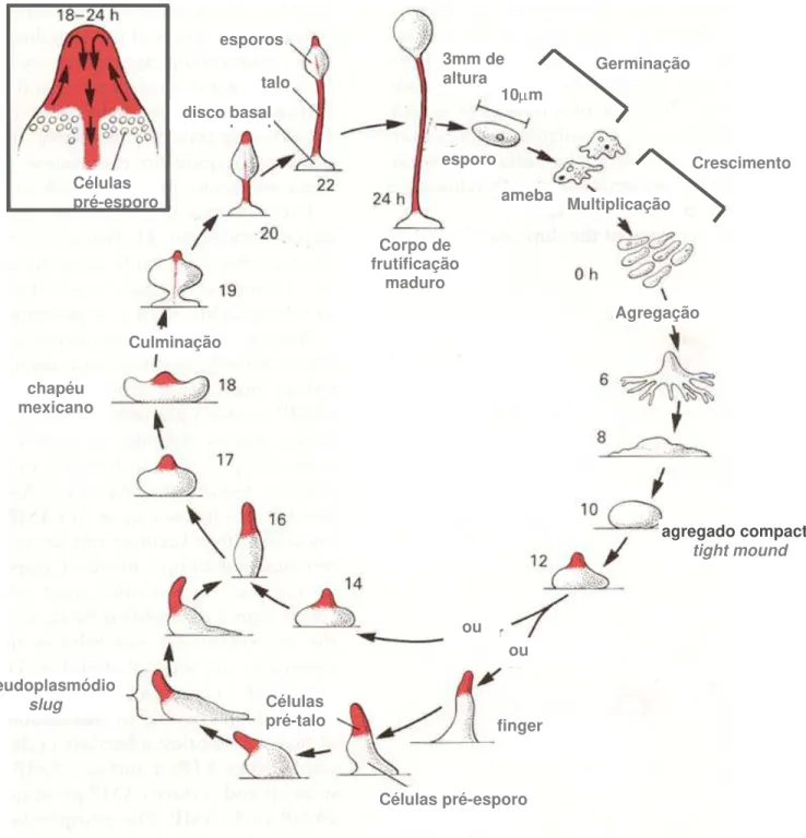 Figura 2.  Ciclo de vida de Dictyostelium discoideum.  Adaptado de Darnell et al.,  1990
