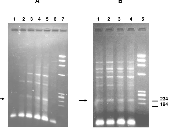Figura 4. PCR para amplificação de fragmentos de genes de PPPs de D. 