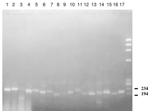 Figura 5. Análise dos clones dos produtos de PCR.  O gel de agarose 1,5% corado  com brometo de etídio mostra a separação dos produtos de PCR obtidos a partir de DNA  plasmidial de 17 dos clones de PCR com os oligonucleotídeos PPP01 e PPP02 em reações  rea