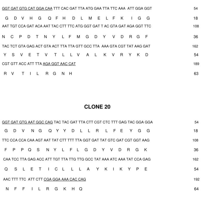 Figura 6. Seqüência de DNA dos insertos dos clones 4 (relativo a PP2Ac) e  20 (relativo a PP1c) e respectivas seqüências de aminoácidos deduzidas