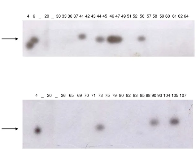 FIGURA 8: Análise dos clones dos produtos de PCR por hibridização com  sonda preparada a partir do clone 4