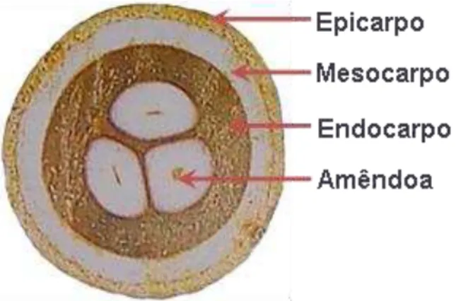 Figura  1.  Fotografia  do  corte  transversal  de  um  coco  de  babaçu.  Fonte:  LORENZI  et  al